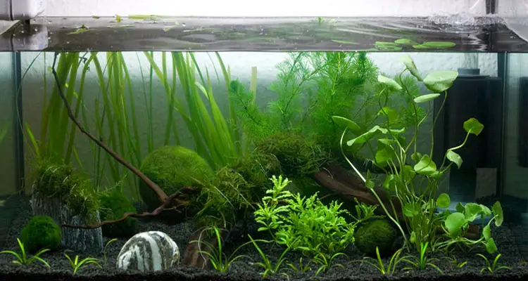 fish tank filter