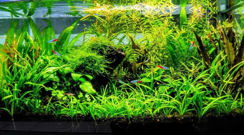 Planted Aquariums- The Filtration Problems to Consider