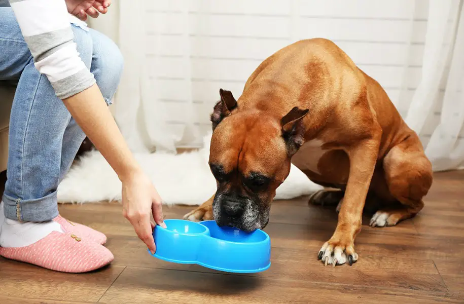 Taking Good Care of Your Dog- The Useful Considerations for the Basic Needs - Informinc