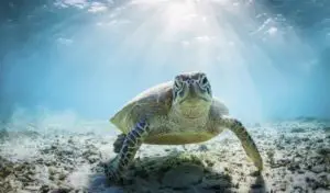 The Fundamental Things that Any Future Turtle Owner Should Know