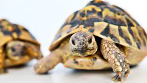 Turtle, Tortoise& Box Turtle-Here’s How You Know if You’re Ready for Any of Them