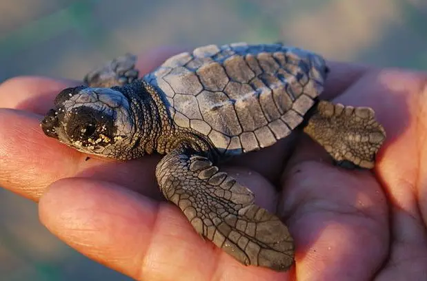 Turtles as Pets- Here’s What You Ought to Know before Getting One