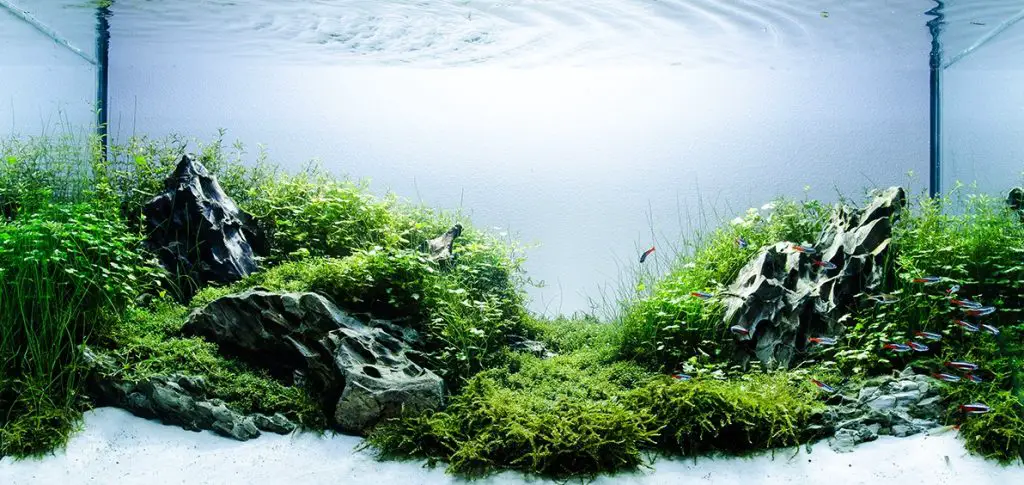best substrate for freshwater planted aquarium